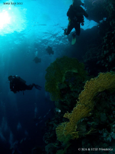 Divers in the Red Sea. by Bea & Stef Primatesta 
